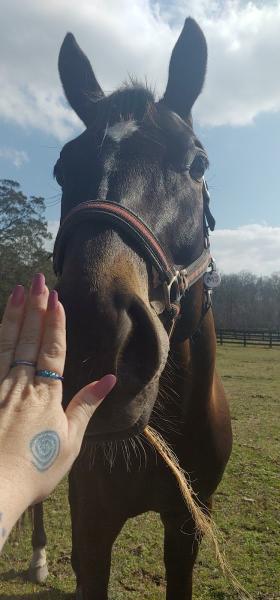 Brandywine Stables