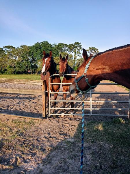 Dream Horse Equestrian Center