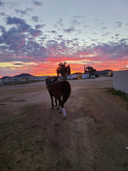 Hailey's Horsemanship LLC