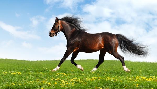 Bridle Path Quarter Horses