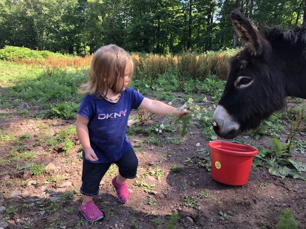 Mountain Brook Farm