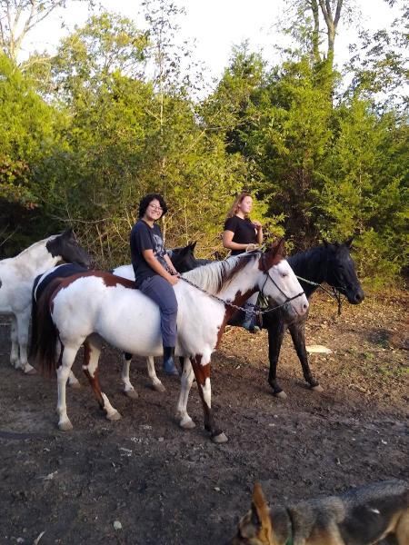 Dream A Horse in the Ozarks