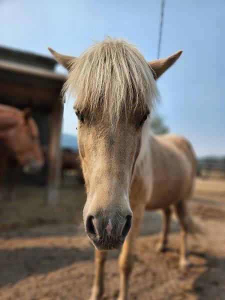 River Pines Horse Sanctuary