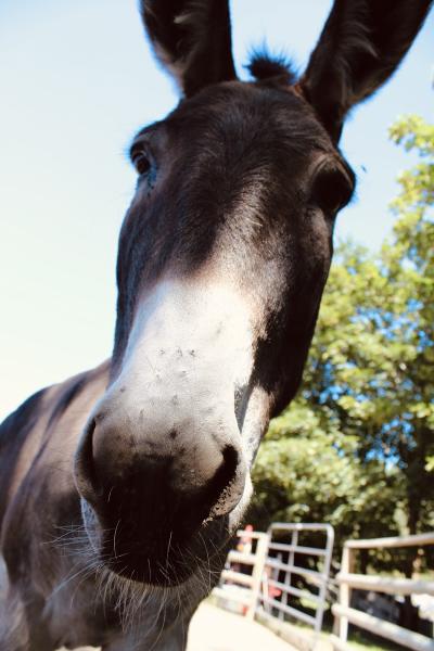 River Pines Horse Sanctuary