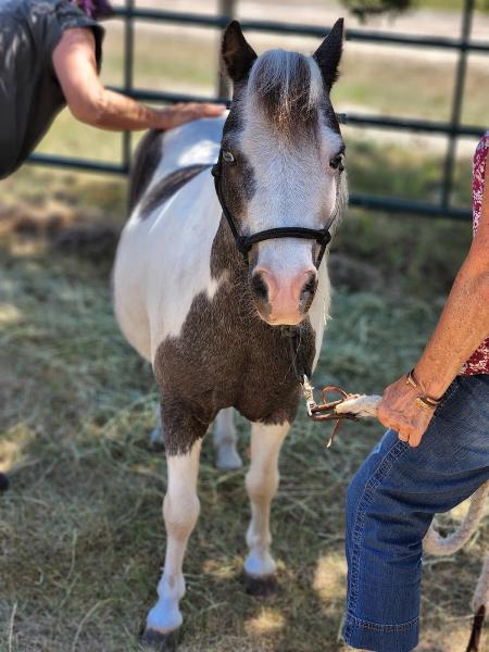 River Pines Horse Sanctuary