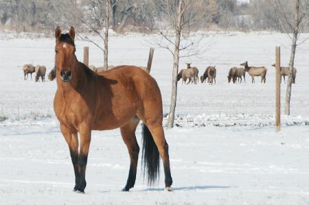Kayenta Equestrian