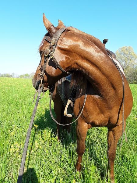 Meeks Cutting Horses