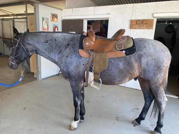 Horseplay Therapeutic Riding