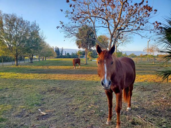 Special Equestrians of the Treasure Coast