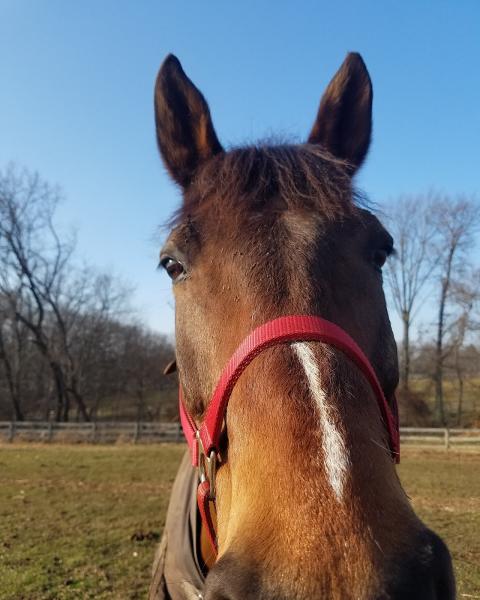 Bow Brickhill Stables