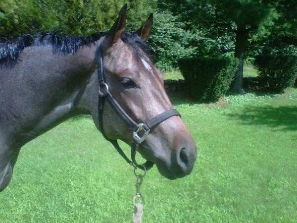 Greyledge Farm Quarter Horses