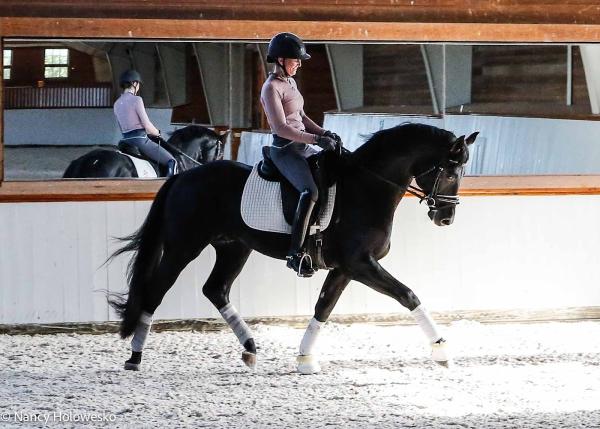 Noel Williams Dressage