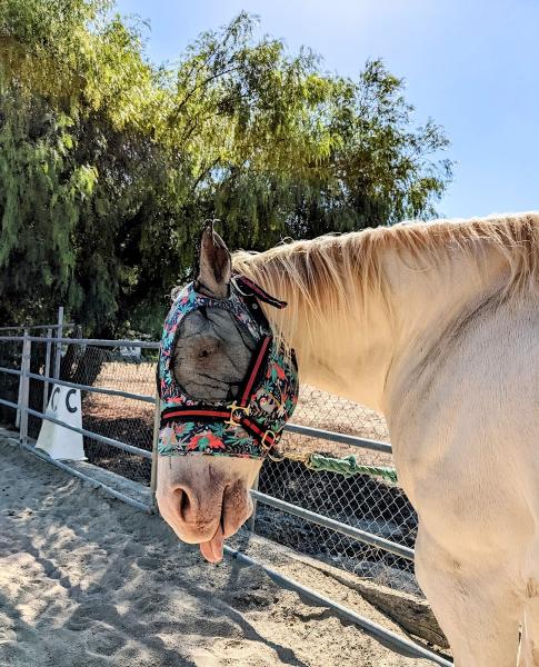 Birtwick Park Equestrian Center