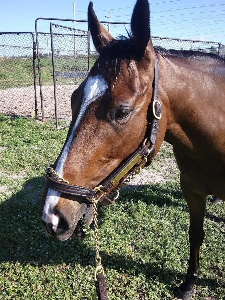 Palm Beach Downs