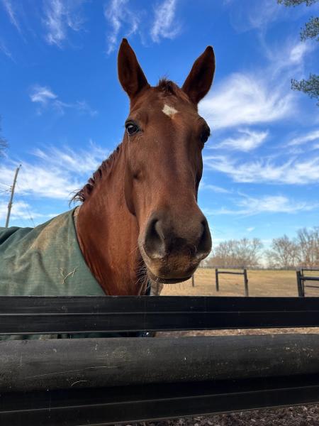 Still Pond Stables