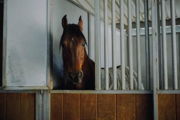 Breezy Meadow Stables