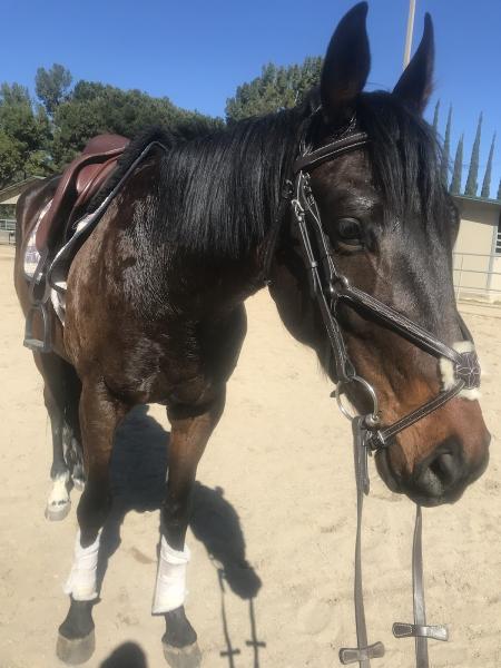 Breezy Meadow Stables