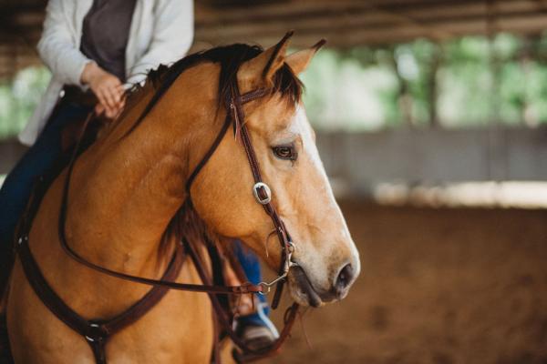 Cowboy Clinics