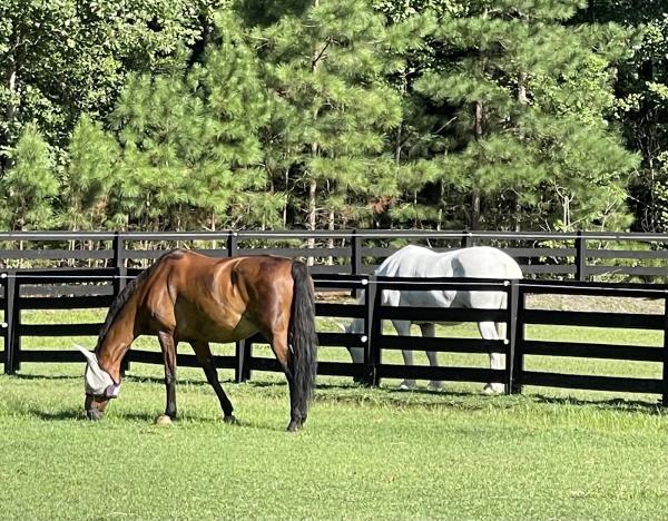 Blue Ridge Stables Inc