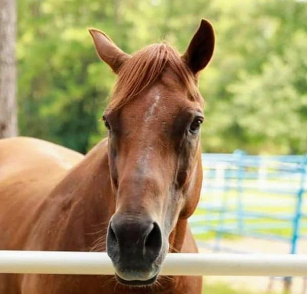 Horse of Course Stables