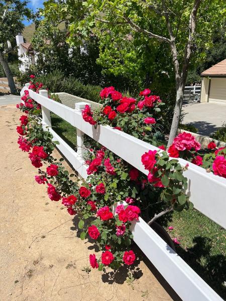 Bell Canyon Equestrian Center