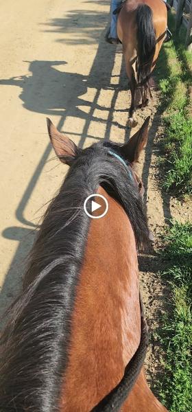 Shenandoah Riding Center