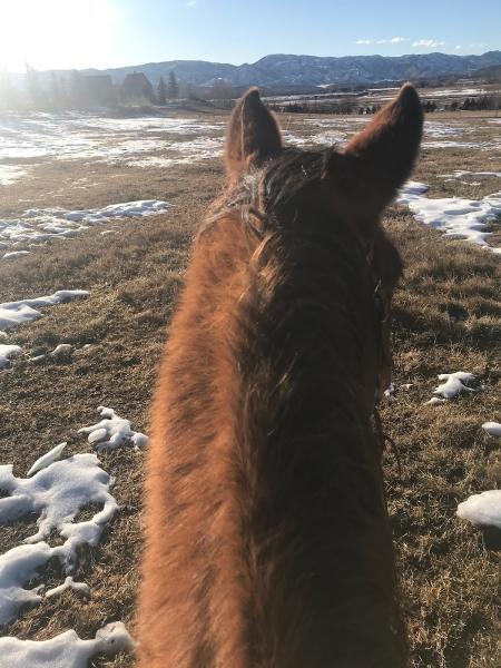 Sunrise Equine