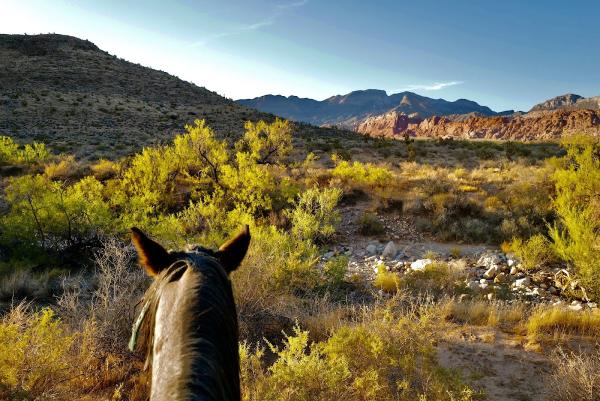 Cowboy Trail Rides