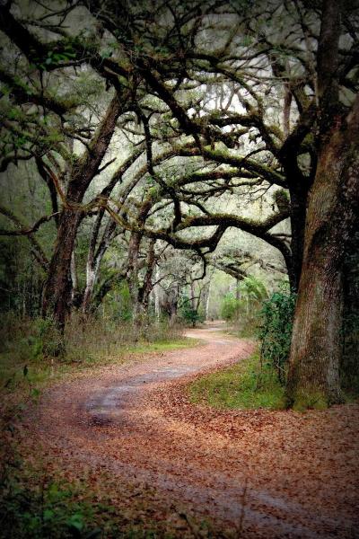 Canopy Oak Trails