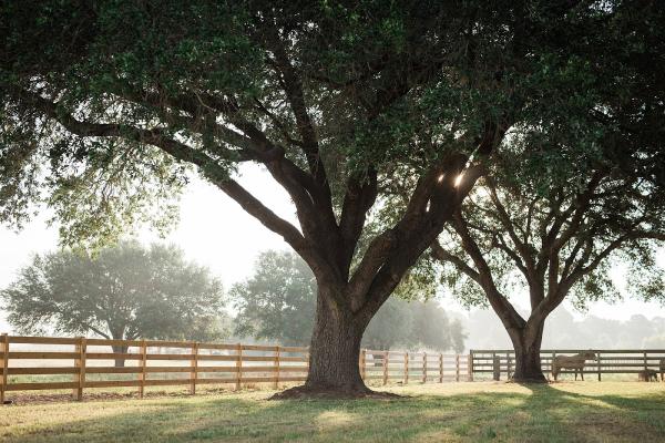 Franky Vazquez Performance Horses