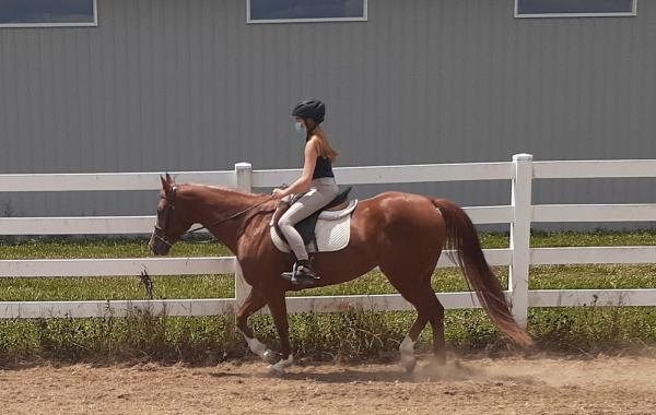 Equine Boarding/Training