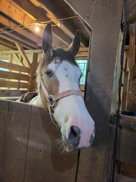 Hidden Trails Stables