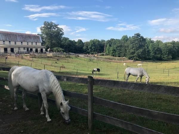 Hollywood Pony Farm