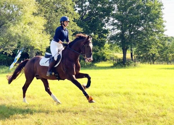 Holland Equestrian Farm