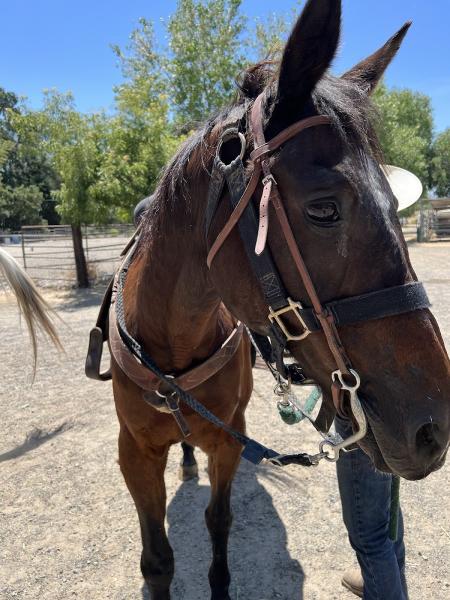 Shadow Glen Family Stables