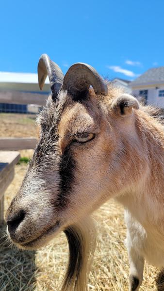 The Miniature Farm LLC