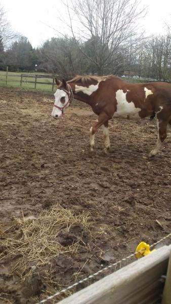 Safe Haven Farm Equine Learning Center