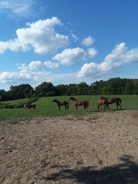Avalon Horse Farm