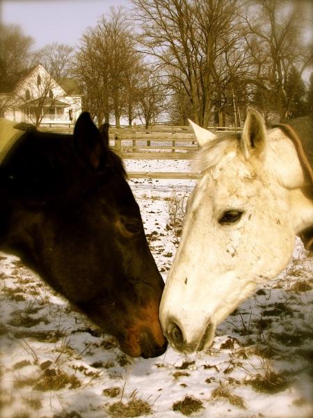 Sweet Reverie Farm and Wellness