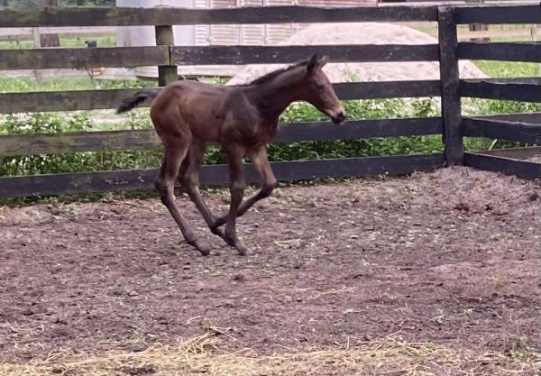 Red Fox Run Farm