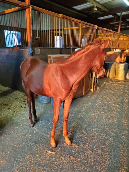 Lake Trail Stables
