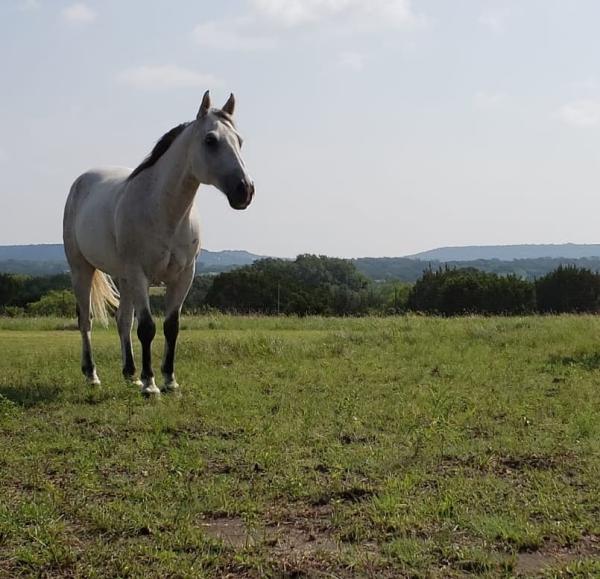 Black Ranch Horse Retreat and Boarding Facility