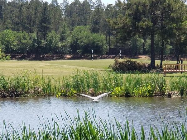 The Golf Club at Hilton Head Lakes