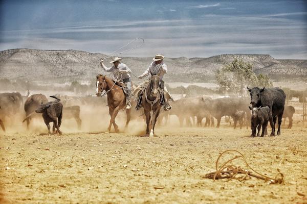 Cody Deering Horsemanship