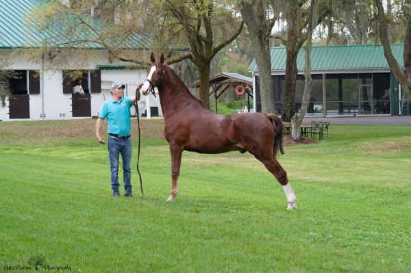 Spring Lane Ranch