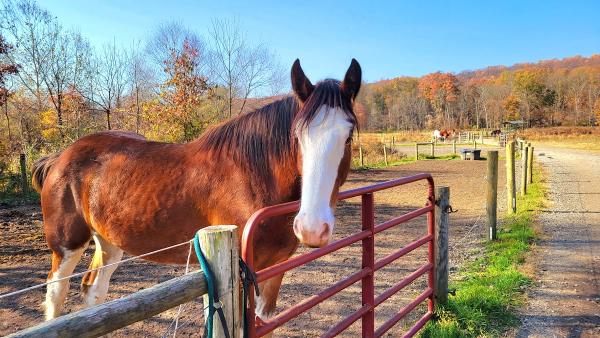 Willow Grove Farm