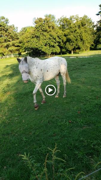 Step-n-Free Stables