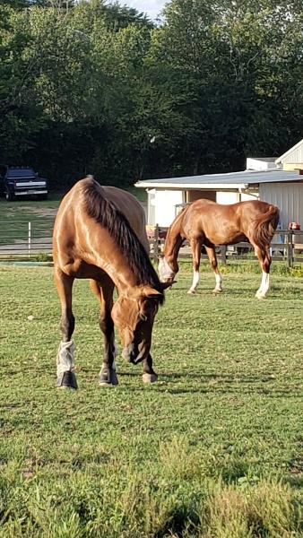 Step-n-Free Stables