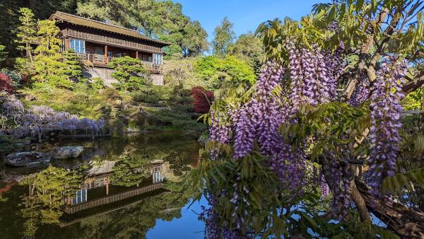 Zazen Meditation (Zazen-Kai) at Hakone Gardens