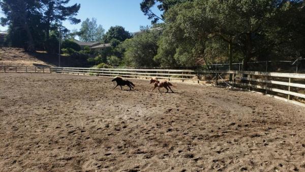 Oakland City Stables